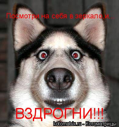 Котоматрица: Посмотри на себя в зеркало,и... ВЗДРОГНИ!!!