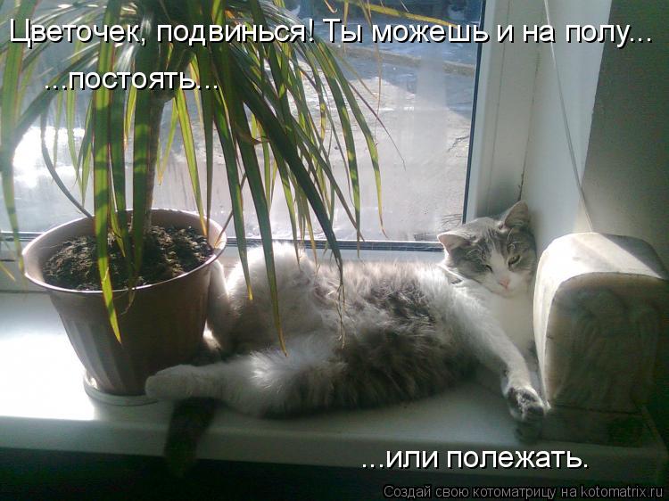 Котоматрица: Цветочек, подвинься! Ты можешь и на полу... ...постоять... ...или полежать.
