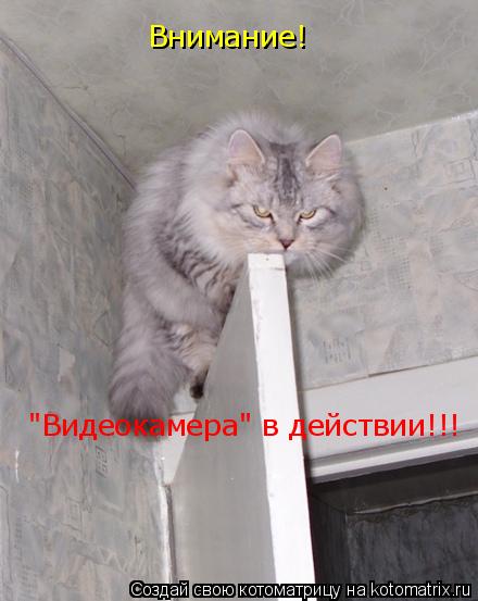 Котоматрица: Внимание!  "Видеокамера" в действии!!!