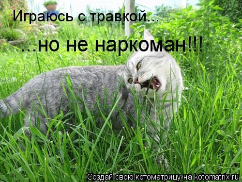 Котоматрица: Играюсь с травкой... ...но не наркоман!!!