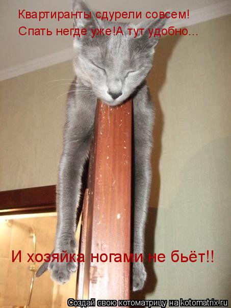 Котоматрица: Квартиранты сдурели совсем! Спать негде уже!А тут удобно... Квартиранты сдурели совсем!  Спать негде уже!А тут удобно... И хозяйка ногами не бь