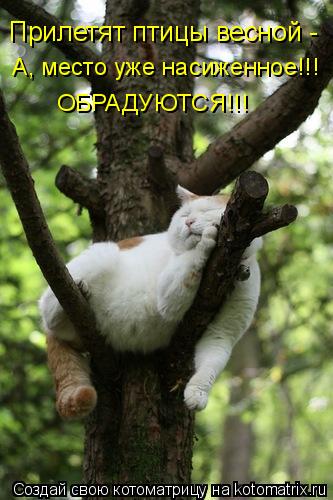 Прилетят птицы весной - А, место уже насиженное!!! ОБРАДУЮТСЯ!!!... Котоматрица: Прилетят птицы весной - А, место уже насиженное!!! ОБРАДУЮТСЯ!!!