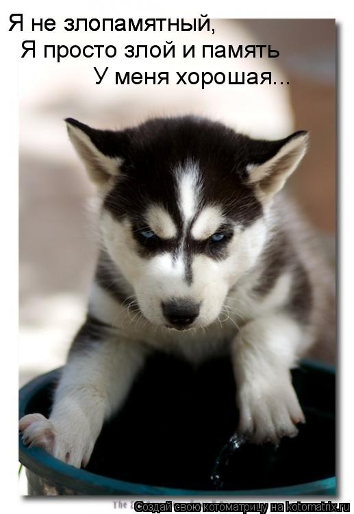 Котоматрица: Я не злопамятный, Я не злопамятный, Я просто злой и память  У меня хорошая...