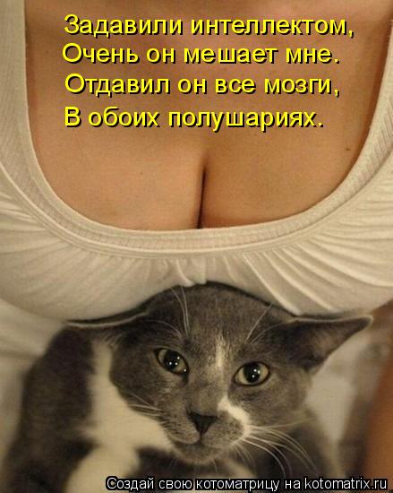 Котоматрица: Задавили интеллектом, Очень он мешает мне. Отдавил он все мозги, В обоих полушариях.