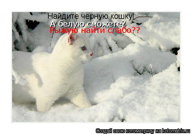 Котоматрица: Найдите черную кошку! А белую сможете? Рыжую найти слабо??