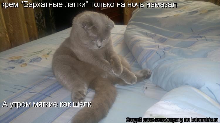 крем "Бархатные лапки" только на ночь намазал А утром мягкие,как шелк.... Котоматрица: крем "Бархатные лапки" только на ночь намазал А утром мягкие,как шелк.