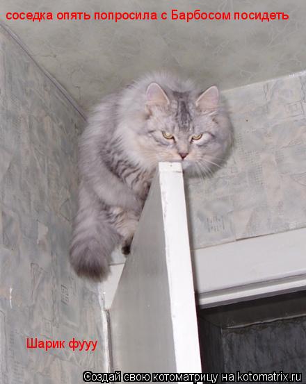 Котоматрица: соседка опять попросила с Барбосом посидеть Шарик фууу