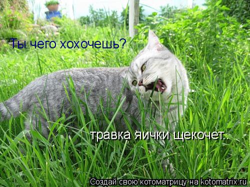 Котоматрица: Ты чего хохочешь? травка яички щекочет..