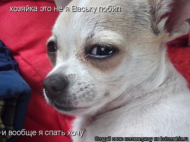 Котоматрица: хозяйка это не я Ваську побил и вообще я спать хочу