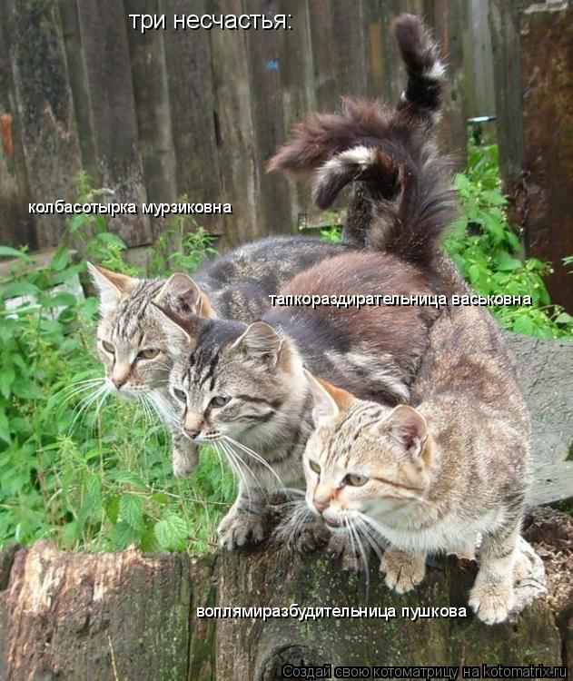 Котоматрица: три несчастья: колбасотырка мурзиковна тапкораздирательница васьковна  воплямиразбудительница пушкова