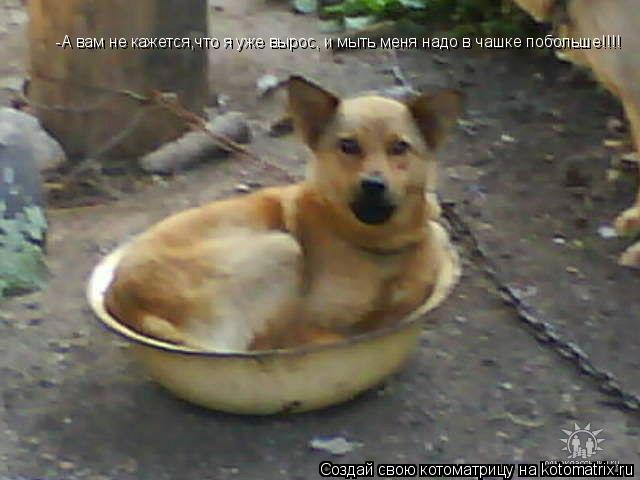 Котоматрица: -А вам не кажется,что я уже вырос, и мыть меня надо в чашке побольше!!!!