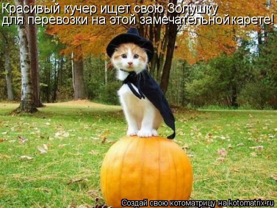 Красивый кучер ищет свою Золушку для перевозки на этой замечательной карете!... Котоматрица: Красивый кучер ищет свою Золушку для перевозки на этой замечательной карете!
