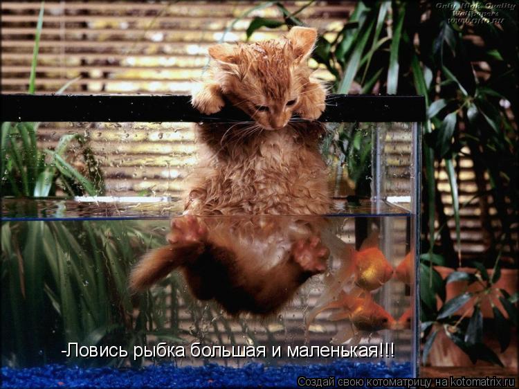 Котоматрица: -Ловись рыбка большая и маленькая!!!
