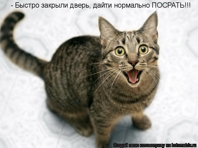 Котоматрица: - Быстро закрыли дверь, дайти нормально ПОСРАТЬ!!!