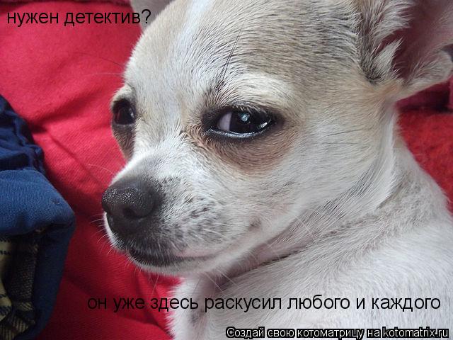 Котоматрица: нужен детектив? он уже здесь раскусил любого и каждого
