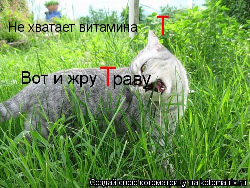 Котоматрица: Не хватает витамина T Вот и жру Т раву