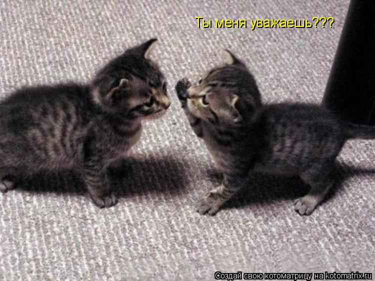 Котоматрица: Ты меня уважаешь???