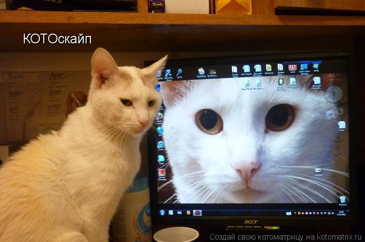 Котоматрица: КОТОскайп