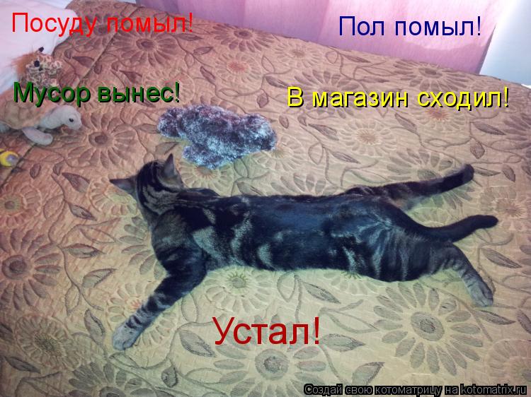 Котоматрица: Посуду помыл! Устал! Мусор вынес! Пол помыл! В магазин сходил!