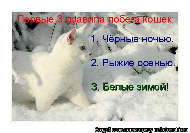 Котоматрица: Первые 3 правила побега кошек: 1. Чёрные ночью. 2. Рыжие осенью. 3. Белые зимой!