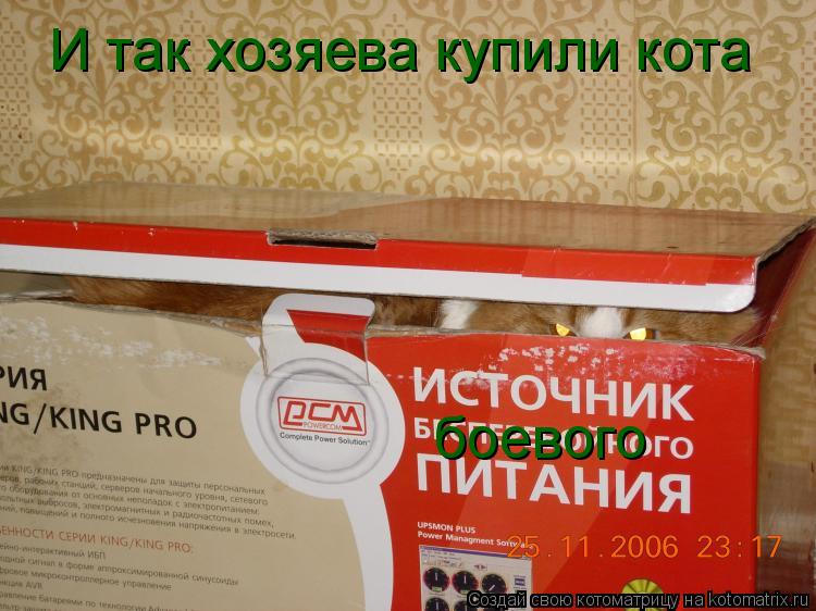 Котоматрица: боевого И так хозяева купили кота