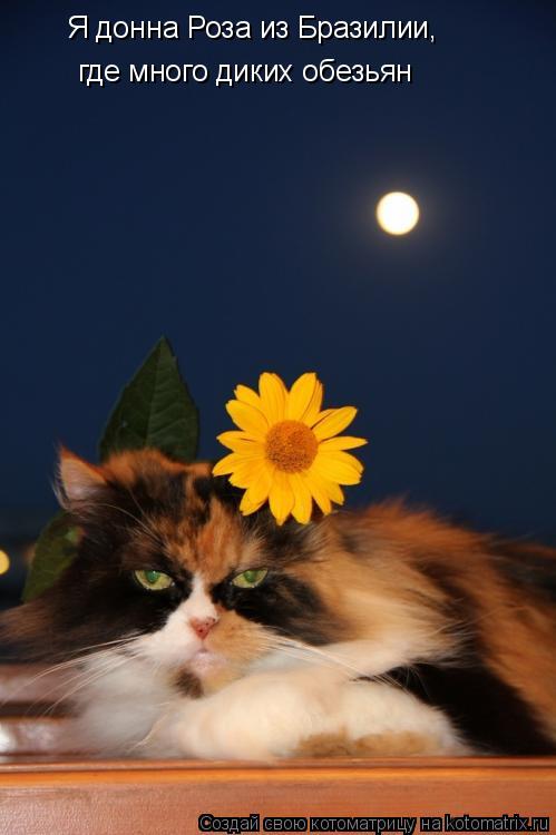 Котоматрица: Я донна Роза из Бразилии, где много диких обезьян