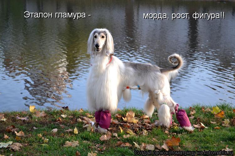 Котоматрица: Эталон гламура -  морда, рост, фигура!!