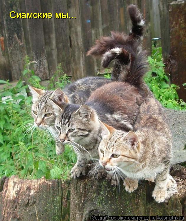Котоматрица: Сиамские мы...