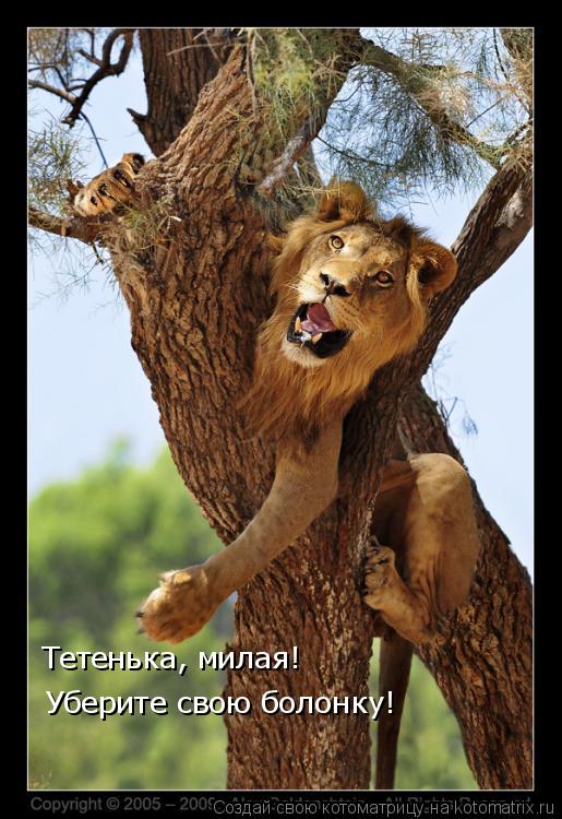 Котоматрица: Уберите свою болонку! Тетенька, милая!