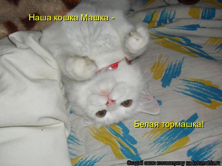 Котоматрица: Наша кошка Машка -  Белая тормашка!