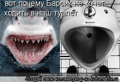 Котоматрица: вот почему Барсик не хочет ходить в наш туалет