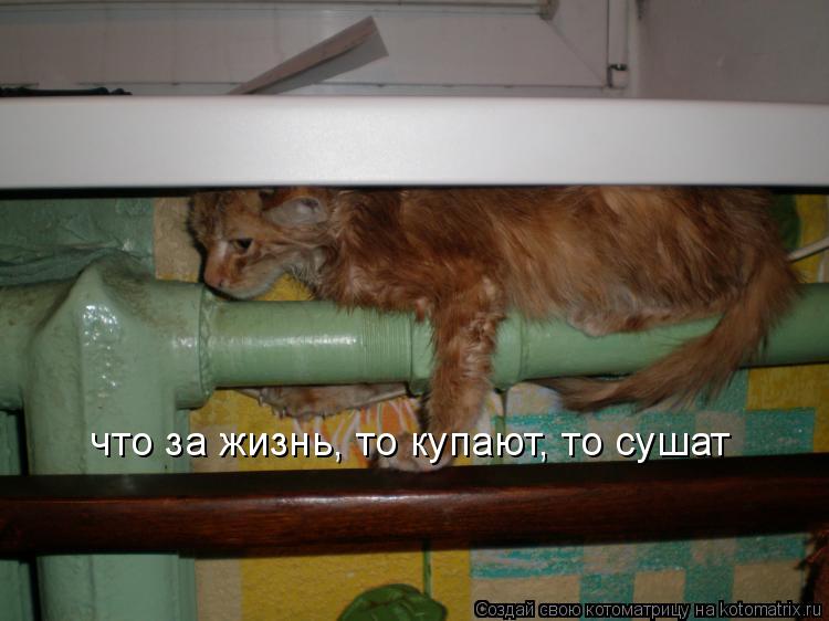 Котоматрица: что за жизнь, то купают, то сушат