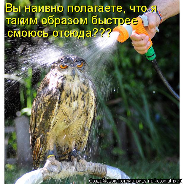 Котоматрица: смоюсь отсюда??? таким образом быстрее Вы наивно полагаете, что я