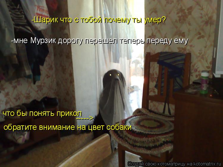 Котоматрица: что бы понять прикол обратите внимание на цвет собаки -----> -Шарик что с тобой почему ты умер? -мне Мурзик дорогу перешел теперь переду ему