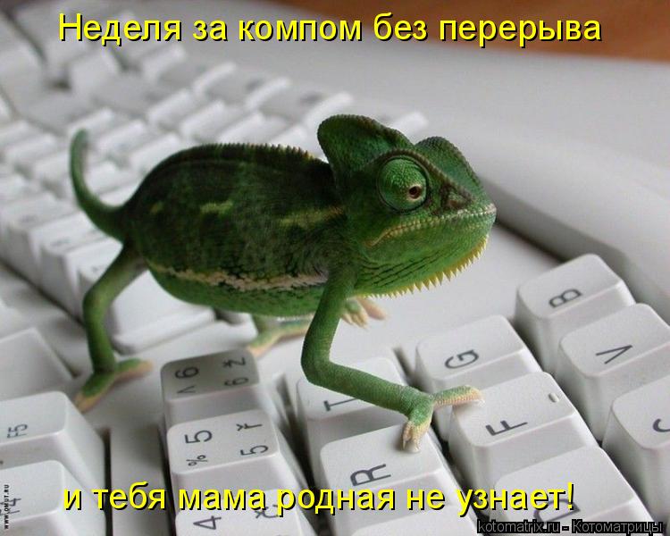 Котоматрица: Неделя за компом без перерыва и тебя мама родная не узнает!