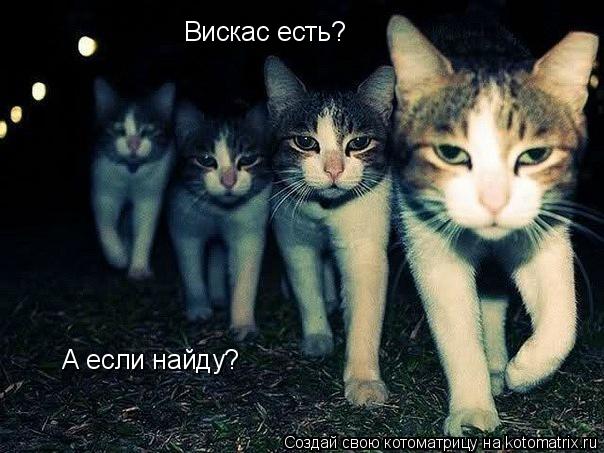 Котоматрица: Вискас есть? А если найду?