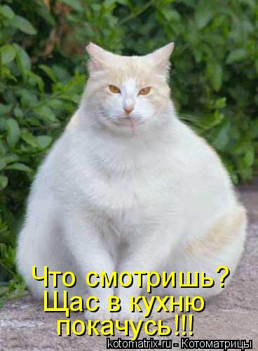 Котоматрица: покачусь!!! Щас в кухню Что смотришь?