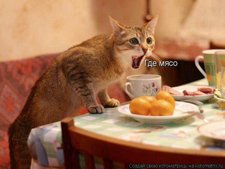 Котоматрица: Где мясо