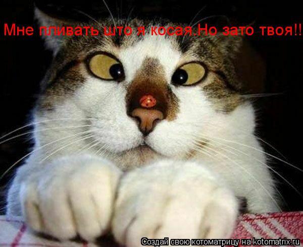 Котоматрица: Мне пливать што я косая.Но зато твоя!!!