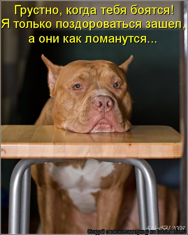 Котоматрица: Грустно, когда тебя боятся! Я только поздороваться зашел, а они как ломанутся...