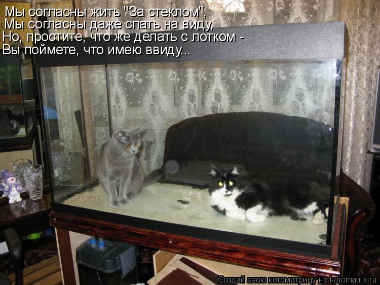 Котоматрица: Мы согласны жить "За стеклом", Мы согласны даже спать на виду, Но, простите, что же делать с лотком - Вы поймете, что имею ввиду...