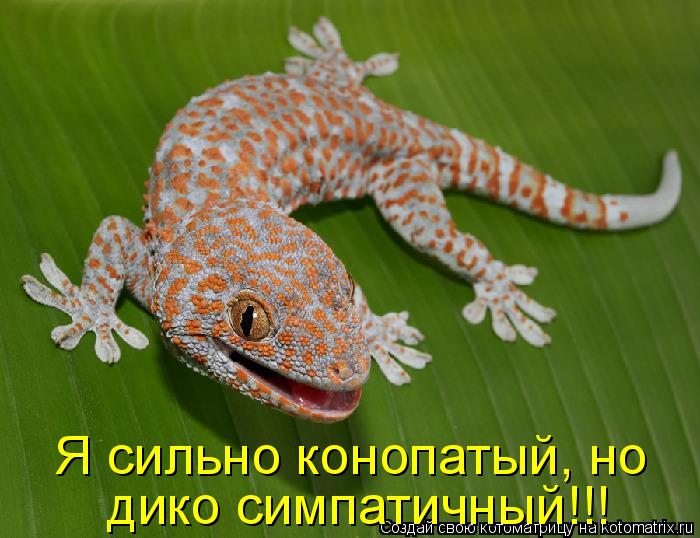 Котоматрица: Я сильно конопатый, но дико симпатичный!!!