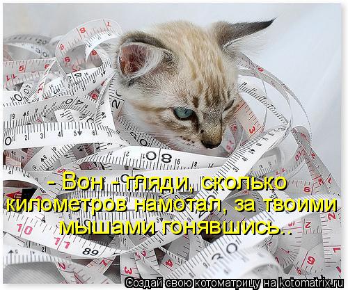 Котоматрица: - Вон - гляди, сколько километров намотал, за твоими мышами гонявшись..