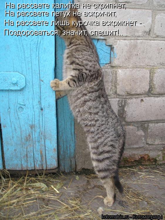 Котоматрица: На рассвете калитка не скрипнет, На рассвете петух не вскричит, На рассвете лишь курочка вскрикнет - Поздороваться, значит, спешит!..