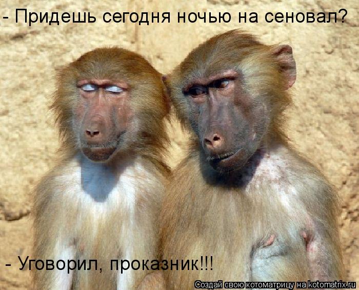 Котоматрица: - Придешь сегодня ночью на сеновал? - Уговорил, проказник!!!