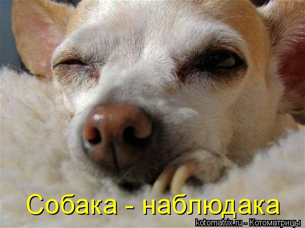 Котоматрица: Собака - наблюдака