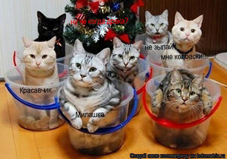Котоматрица: Милашка Красавчик не зыпай!! мне колбаски!! ну чё когда драка?