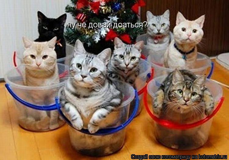 Котоматрица: ну чё довай доаться?
