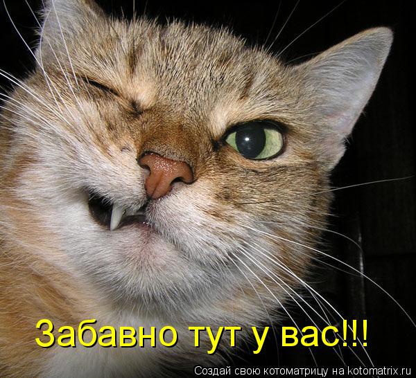 Котоматрица: Забавно тут у вас!!!