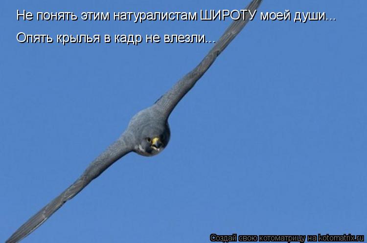 Котоматрица: Не понять этим натуралистам ШИРОТУ моей души... Опять крылья в кадр не влезли...